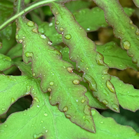 Onoclea sensibilis